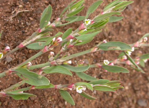 Common Knotgrass