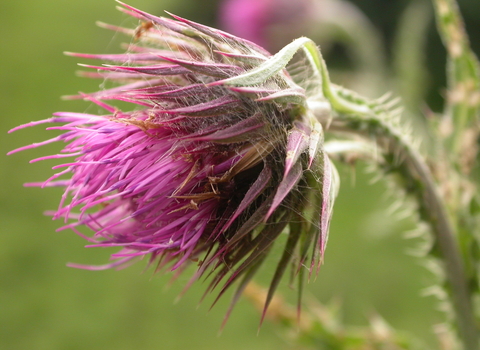 Musk Thistle