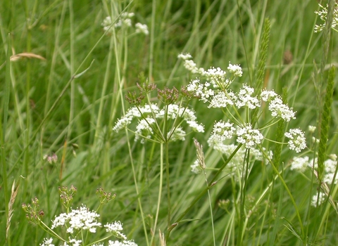 Pignut