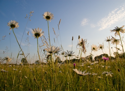 Oxeye Daisy © David Kilbey