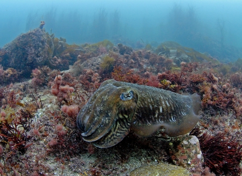Cuttlefish © Paul Naylor