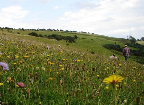 Arreton Down Nature Reserve