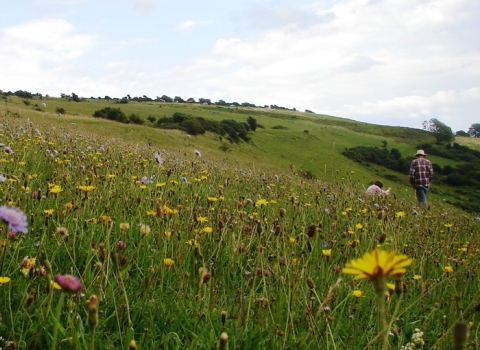 Arreton Down Nature Reserve, Isle of Wight