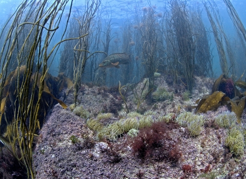 Underwater © Paul Naylor