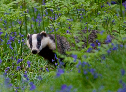 Badger © Dr David Williams