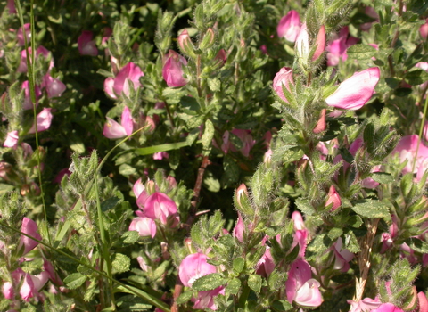 Common Restharrow
