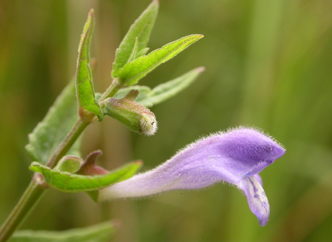 Skullcap
