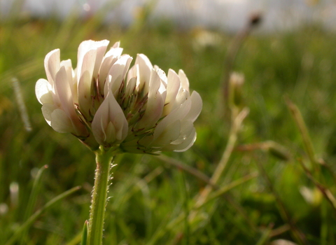 White Clover