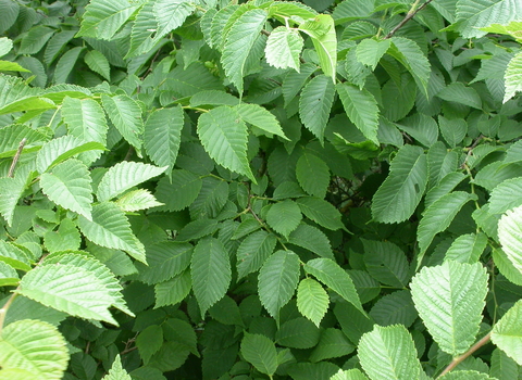 Wych Elm