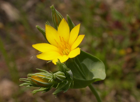 Yellow-wort