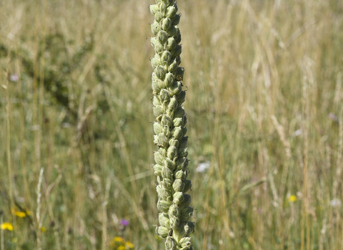 Great Mullein