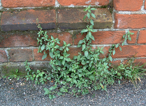 Pellitory-of-the-wall