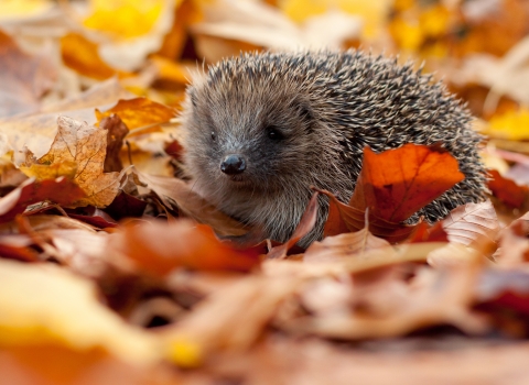Hedgehog © Tom Marshall