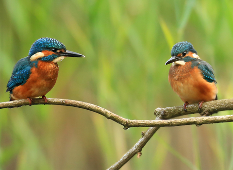 Kingfishers © Jon Hawkins - Surrey Hills Photography