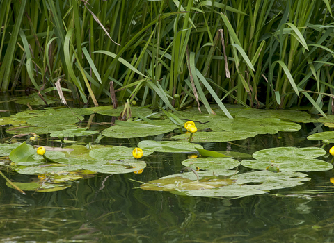 Yellow Water-lily