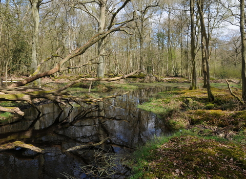 Bartley Heath Pond by Jonathan Oakley