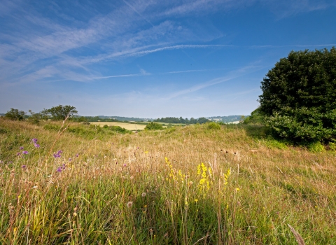 Noar Hill by Ian Cameron Reid