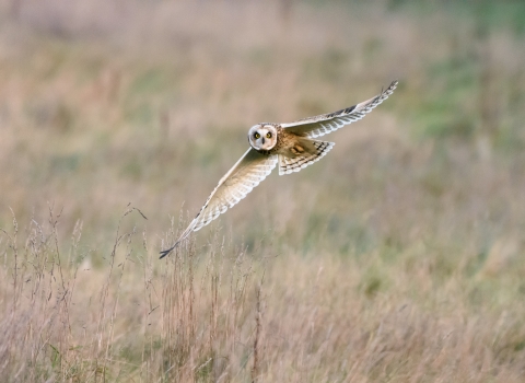 Short eared owl © Gareth Rees