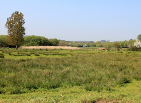 Sandown Meadows by Caroline Meech