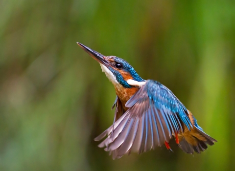 Kingfisher © Malcolm Brown