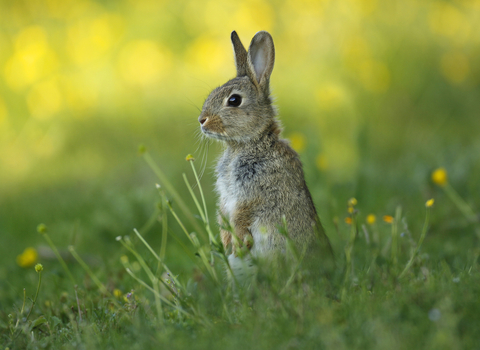 Rabbit © Jon Hawkins