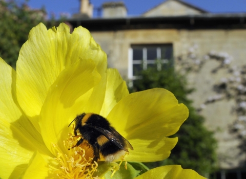 Bumblebee in a garden