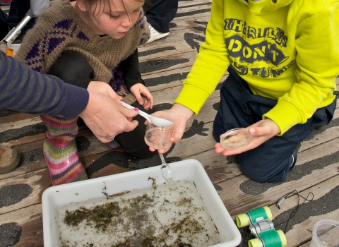 Pond dipping at Winnall Moors