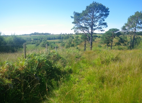 Shirley Farm Bransgore SSSI after our advice work