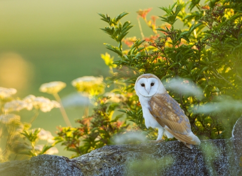 Barn owl