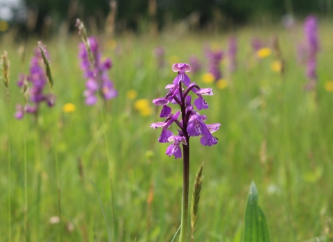 Green-winged orchids in a meadow