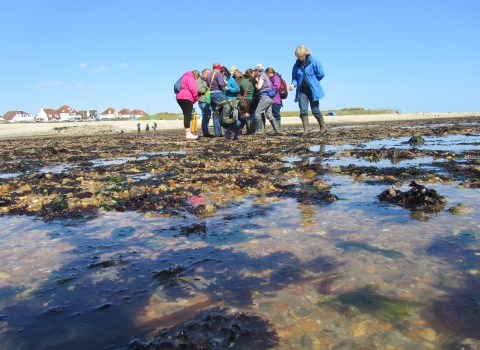 Shoresearch at Lee-on-Solent beach