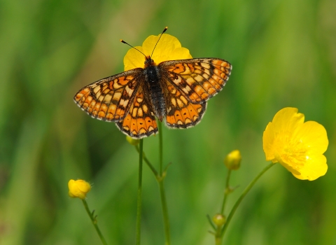 Marsh fritillary butterfly