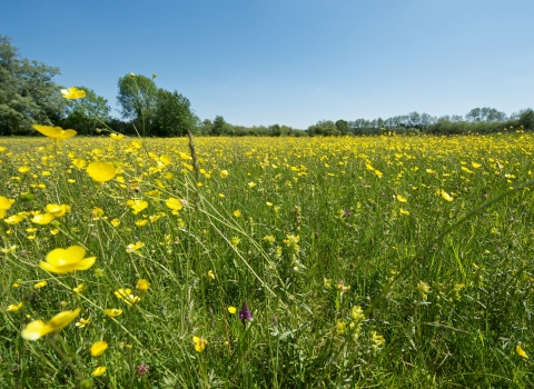 Meadow at Winnall Moors