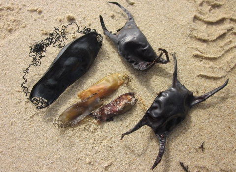 Shark and skate eggcases on the beach