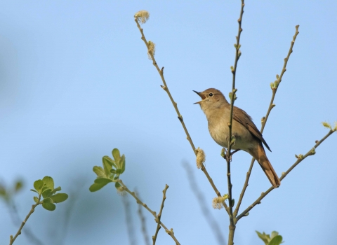 Nightingale singing