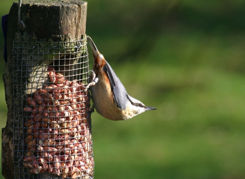 Nuthatch on feeder