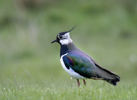 Lapwing