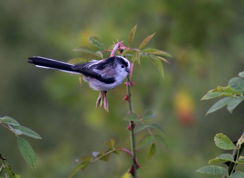 Long Tailed Tit © John Windust