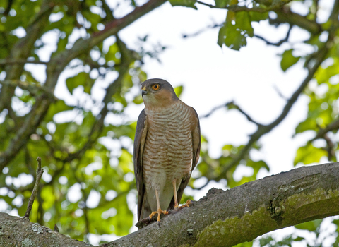 Sparrowhawk © Russ Valentine 
