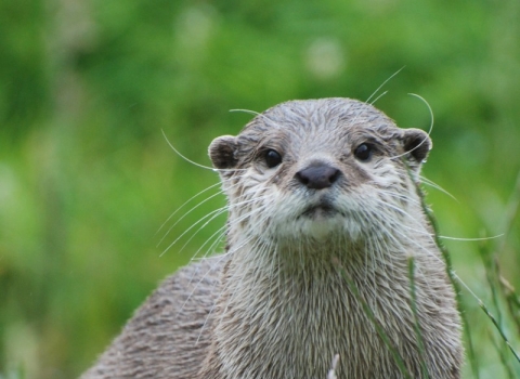 Otter
