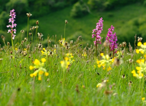 Early purple orchids and cowslips