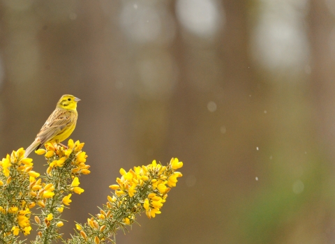 Yellowhammer 