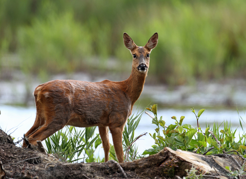 Roe deer at Fleet Pond