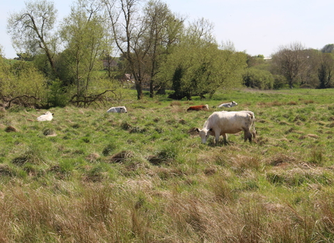 Hockley Meadows by Lianne de Mello