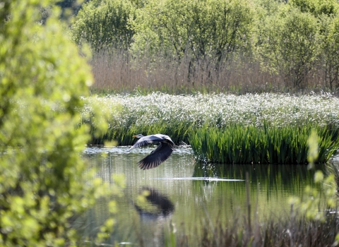 Heron at Fishlake © Roger Betteridge