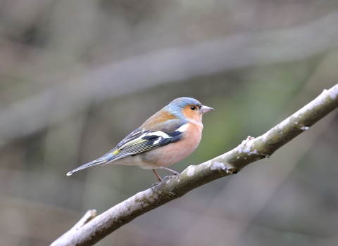 Chaffinch © Ian Cameron-Reid