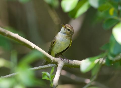 Chiffchaff