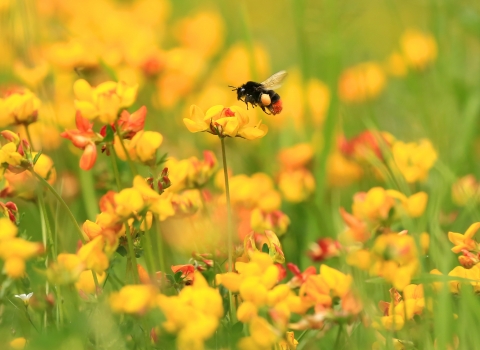 Red tailed bumblebee © Jon Hawkins SurreyHillsPhotography