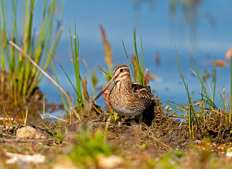 Snipe at Blashford Lakes nature reserve