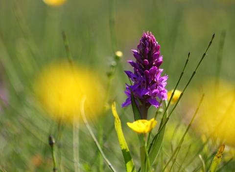 Southern marsh orchid